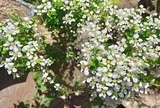 Cây cảnh bonsai có tên rất lạ, dáng thế độc đáo được nhiều đại gia "săn đón", giá đắt đỏ nhờ ý nghĩa phong thủy