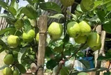Loại quả mọc bờ rào xưa chín rụng đầy nay thành đặc sản 45.000 đ/kg, trồng một lần thu hoạch nhiều năm, người thành phố ưa chuộng