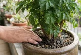 Bí quyết "hồi sinh" đinh lăng: Lá xanh mướt, đâm chồi nảy lộc quanh năm nhờ 4 nguyên tắc vàng