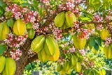 Cây khế sai hoa nhiều quả nhờ mẹo này