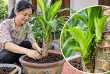 Cách trồng Thiết Mộc Lan nhanh trổ mầm, ra lá dày