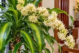 Thiết mộc lan nở hoa, chú ý điều này để tránh phạm kỵ, giữ cây đẹp và không gian hài hòa