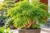 Tuổi con giáp nào hợp trồng cây đinh lăng phong thủy?