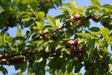Loại quả xưa chín rụng đầy gốc nay thành đặc sản 80.000 đ/kg, trồng một lần thu hoạch nhiều năm, được ưa chuộng ở thành phố