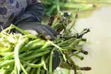 Món xưa "nhà nghèo" ăn đến chán ngán, nay thành đặc sản nổi tiếng khắp nơi giá 70.000 đ/kg, người thành phố ưa chuộng