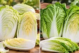 Cải thảo trắng hay cải thảo xanh ngon hơn?