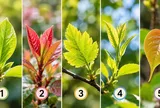 Chọn 1 lá non để xem điều bạn ước có thành hiện thực?