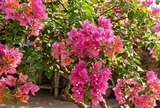 Làm thế nào để hoa giấy nở đúng dịp Tết?