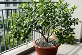 Mệnh nào trồng cây chanh hút tài lộc vào nhà?