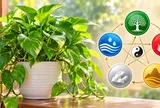 Mệnh nào vượng nhất khi trồng cây trầu bà?