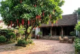 Nên trồng Khế hay Lộc Vừng trước nhà? Chọn cây theo tuổi và diện tích sân