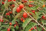 Loại quả mọc bờ rào xưa chín rụng đầy nay thành đặc sản 70.000 đ/kg, trồng một lần thu hoạch nhiều năm, người thành phố ưa chuộng