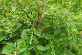 Cây dại mọc bờ rào nay thành đặc sản nổi tiếng, giá 80.000 đ/kg được người thành phố ưa chuộng, trồng 35 ngày cho thu hoạch