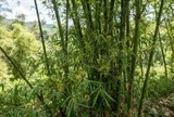 4 loài cây càng nở hoa càng khiến người trồng tiếc nuối: Có cây chỉ bung nở một lần trong đời