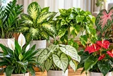 7 cây cảnh phổ biến nhưng lại có độc, trồng trong nhà nhớ chú ý