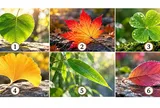 Chọn 1 chiếc lá để xem cuối cùng cuộc đời bạn đi đến đâu