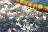 Loại cá tốt trên thế giới ở Việt Nam bán đầy chợ giá từ 120.000 đồng/kg, xưa ít người ăn nay thành đặc sản, "tốt hơn cá hồi"