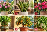 Chọn 1 chậu cây để xem vận may của bạn ra sao?