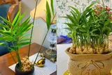 Mệnh nào trồng gừng phong thủy hút tài lộc vào nhà?