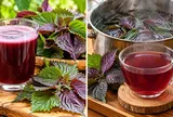 Nên uống nước tía tô sống hay chín?