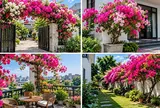 Trồng hoa giấy ở đâu tốt cho phong thủy?