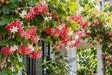Trồng sử quân tử, chú ý điều này để cây ra hoa sum suê mà không gây hại