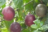 Loại quả mọc bờ rào xưa chín rụng đầy nay thành đặc sản 40.000 đ/kg, trồng 6 tháng cho thu hoạch, người thành phố ưa chuộng