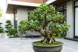 2 mệnh trồng cây sung trong nhà, sự nghiệp thăng hoa, tiền về như thác đổ