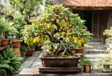 4 vị trí trồng khế hút lộc vào nhà