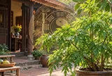 3 mệnh hợp trồng Đinh Lăng, Tiền tăng Lộc đến