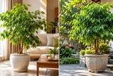 Nên trồng cây Hạnh phúc trong phòng khách hay ngoài sân? Vị trí nào tốt hơn?