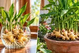 Trồng gừng phong thủy: Nên chọn gừng thủy sinh hay trồng đất?