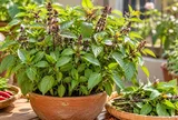 Vì sao nên trồng một bụi húng quế?