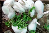 Nghề lạ ở Việt Nam: Nuôi con “hiền như cục đất", cho ăn thứ rẻ tiền, nông dân nhẹ nhàng thu lãi đậm