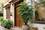 2 mệnh trồng đinh lăng trong nhà: Tiền Vào Như Nước