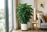 3 vị trí tốt nhất trồng cây Hạnh Phúc: Tiền Vào Như Nước