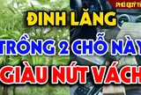 Cây đinh lăng trấn giữ của cải đừng trồng linh tinh: Trông 3 vị trí này hút tài lộc, tiền về như nước