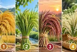 Chọn 1 bó lúa bạn ấn tượng nhất để xem điều gì sắp mở ra trong sự nghiệp