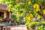 Lời khuyên cho những gia đình muốn trồng cây khế phong thủy