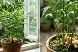 Lời khuyên cho những người muốn trồng cây gừng phong thủy, hút tài lộc