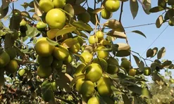 Loại quả "tốt nhất thế giới" chỉ có ở Hải Phòng, trồng một lần thu hoạch nhiều năm, thành đặc sản nổi tiếng khắp nơi