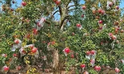 Loại quả "tốt nhất thế giới", Việt Nam trồng bạt ngàn thu hoạch nhiều năm, thành đặc sản nổi tiếng khắp nơi
