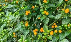 Loại quả đắt nhất thế giới, Việt Nam trồng thành công vừa thu hoạch quả vừa làm cảnh, thành đặc sản 700.000 đ/kg