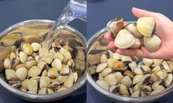 Cách ngâm ngao sạch cát, không mất thời gian chờ lâu