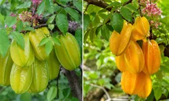 Cây khế chua và khế ngọt có khác nhau về phong thủy không? Tuổi và mệnh nào hợp với cây khế?