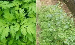  Vì sao người xưa dặn con cháu nên trồng ngải cứu trước cửa nhà? Hóa ra vì điều bất ngờ này