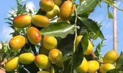 Loại quả "tốt nhất thế giới", Việt Nam trồng bạt ngàn thu hoạch nhiều năm, thành đặc sản được ưa chuộng giá 70.000 đ/kg