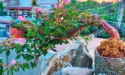 Cây hoa dại nay thành siêu phẩm bonsai có dáng thế đẹp, giá cao nhờ ý nghĩa phong thủy, người chơi lùng mua khắp nơi