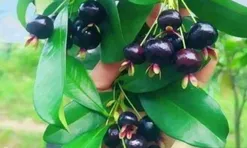Loại quả "tốt nhất thế giới", Việt Nam trồng thành công thu hoạch nhiều năm, thành đặc sản nổi tiếng khắp nơi