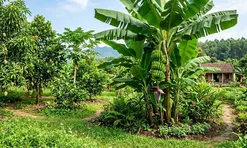 Trồng chuối cảnh hay chuối ăn quả trước nhà? Đừng chọn theo cảm tính